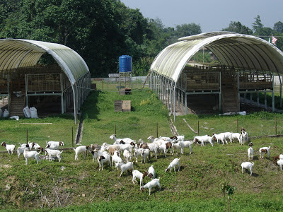 Pembinaan Kandang Kambing