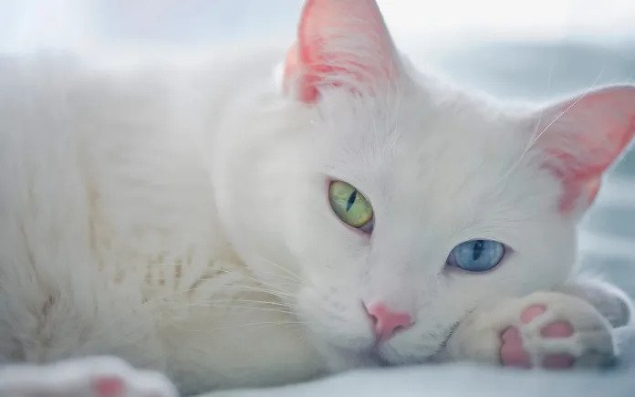 kucing mata biru