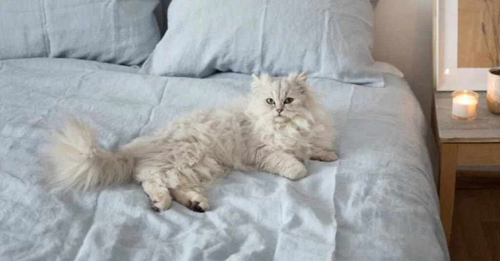 Etika pemilik kucing