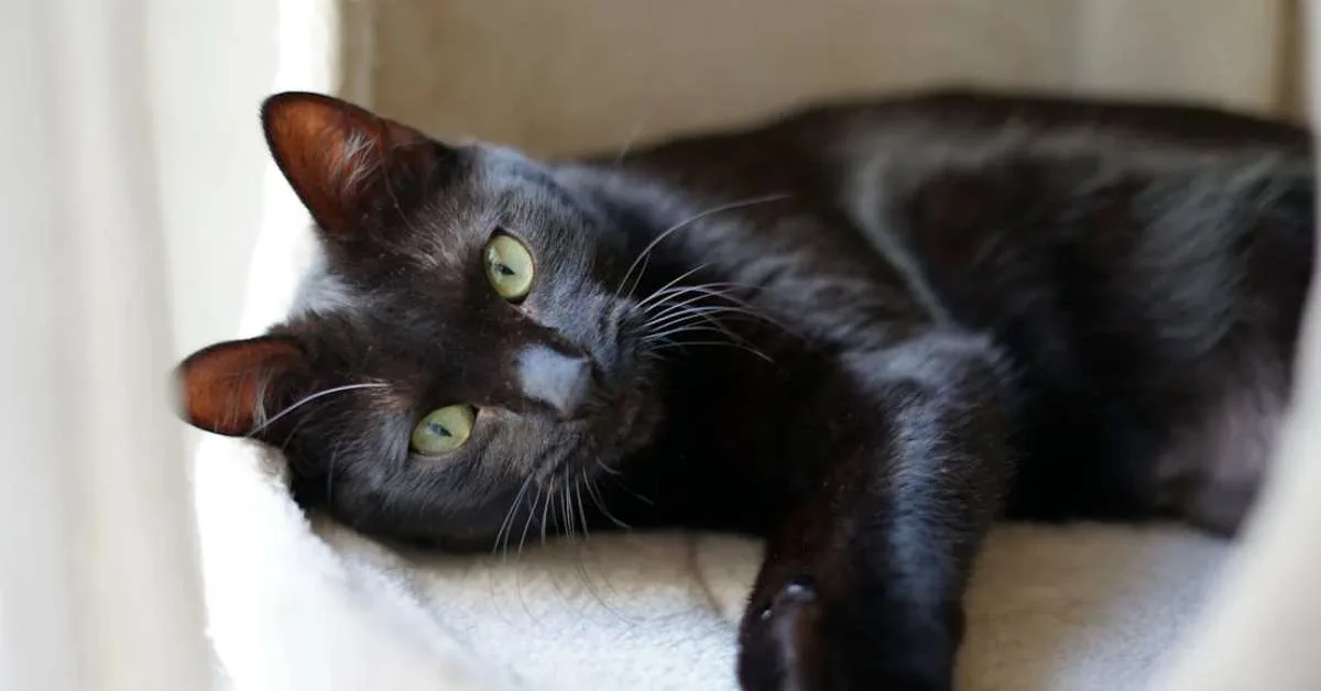 Etika pemilik kucing